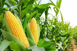 Визначення якості кукурудзи