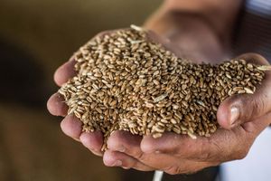 Що таке натура зерна та як її визначити?