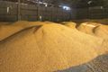 Как определить влажность зерна для эффективного хранения урожая?