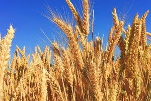 Як визначити якість зерна пшениці?