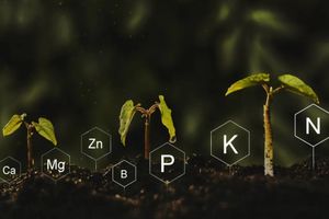 Определение азота в почве и растениях