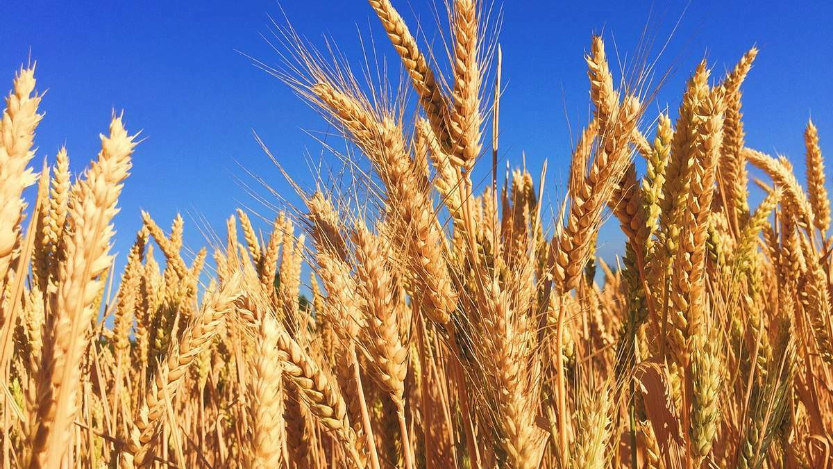 як визначити якість зерна пшениці
